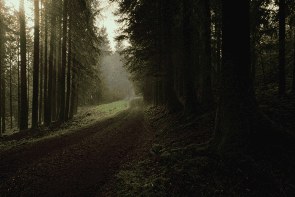 Misty forest trail